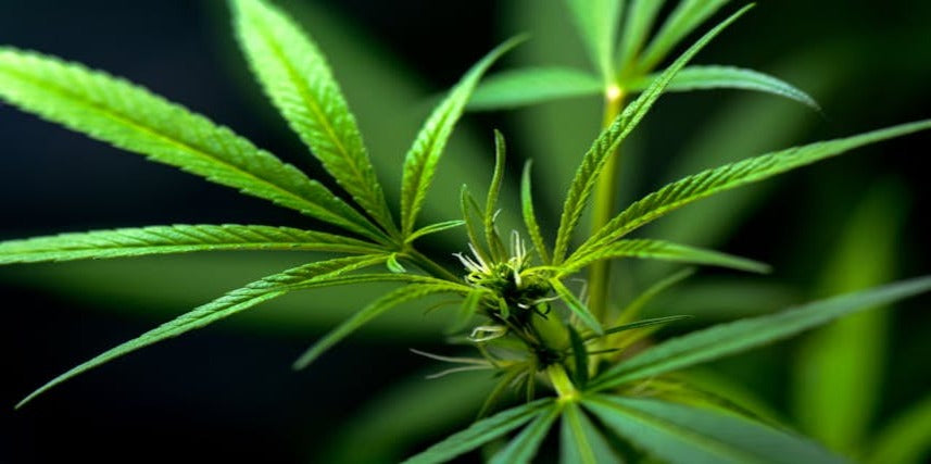 The Effects of Different Cannabis Strains | Blaze Boutique