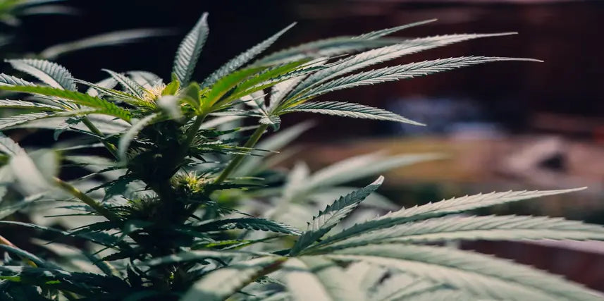 Why the Dab Rig Is a Must-Have Weed Accessory for All Smokers